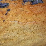 Ceriporia spissa image