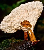 Cymatoderma elegans image