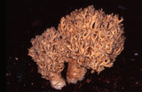 Ramaria botrytis image