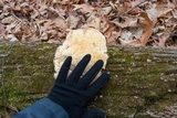 Trametes gibbosa image
