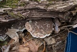 Trametes gibbosa image