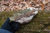 Trametes gibbosa image