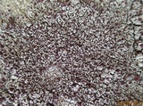 Lecanora argopholis image
