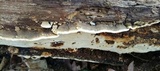 Neoantrodia serialiformis image