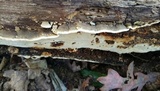 Neoantrodia serialiformis image