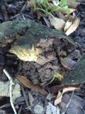 Scleroderma bovista image