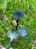 Arrhenia chlorocyanea image