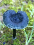 Arrhenia chlorocyanea image