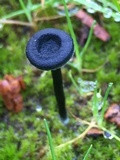 Arrhenia chlorocyanea image