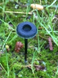 Arrhenia chlorocyanea image