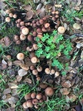Psathyrella piluliformis image