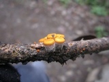 Crucibulum crucibuliforme image