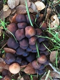 Psathyrella piluliformis image