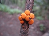 Crucibulum crucibuliforme image