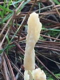 Clavulina rugosa image