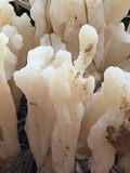 Clavulina rugosa image