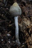 Psilocybe weraroa image