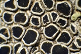 Lecanora meridionalis image