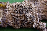 Lecanora meridionalis image