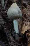 Psilocybe weraroa image
