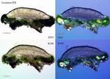 Lecanora meridionalis image