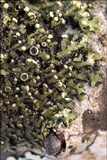 Phaeophyscia pusilloides image