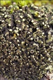 Phaeophyscia pusilloides image