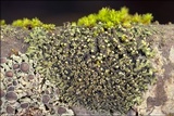 Phaeophyscia pusilloides image