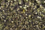 Phaeophyscia pusilloides image