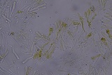 Hydnocristella himantia image