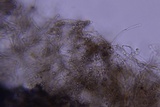 Hydnocristella himantia image
