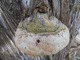 Pyrofomes juniperinus image