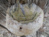 Pyrofomes juniperinus image