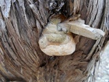 Pyrofomes juniperinus image