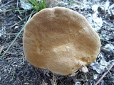 Pyrofomes juniperinus image