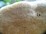 Pyrofomes juniperinus image