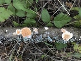 Byssomerulius corium image