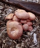 Gymnopilus thiersii image
