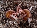 Gymnopilus thiersii image