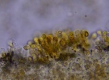 Pholiota subsulphurea image