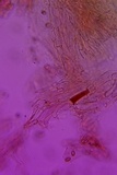 Pholiota subsulphurea image