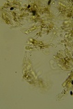 Scotomyces subviolaceus image