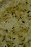 Scotomyces subviolaceus image