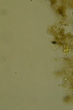 Scotomyces subviolaceus image