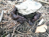 Rhizina undulata image