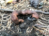 Rhizina undulata image