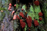 Arcyria ferruginea image