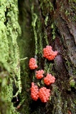 Arcyria ferruginea image
