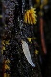 Mucronella fusiformis image