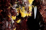 Mucronella fusiformis image